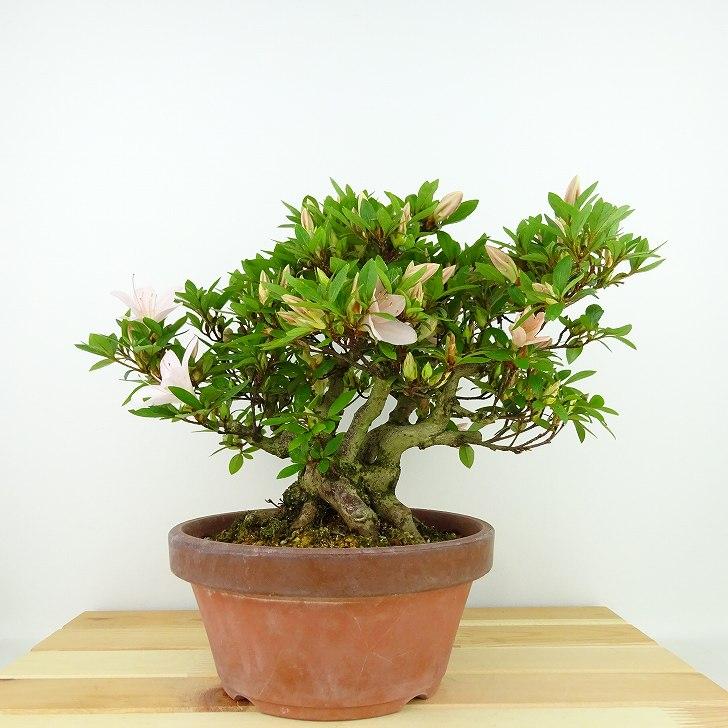 盆栽 皐月 晃山 樹高 約20cm さつき Rhododendron indicum 盆栽 皐月 晃山 樹高 約20cm さつき Rhododendron indicum