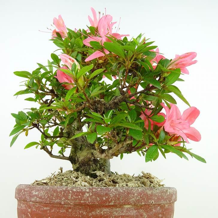 盆栽 皐月 新日光 樹高 約22cm さつき Rhododendron indicum 盆栽 皐月 新日光 樹高 約22cm さつき Rhododendron indicum