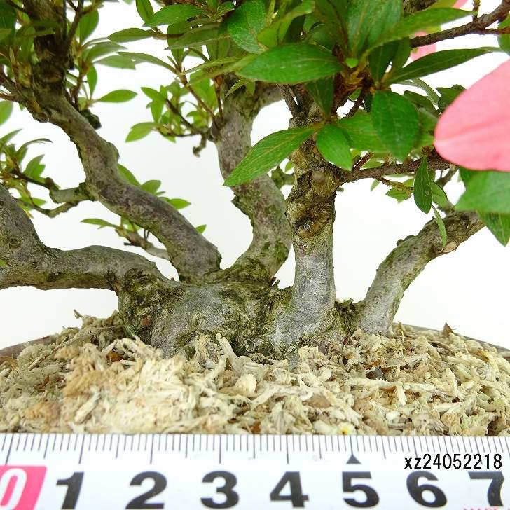 盆栽 皐月 新日光 樹高 約22cm さつき Rhododendron indicum 盆栽 皐月 新日光 樹高 約22cm さつき Rhododendron indicum