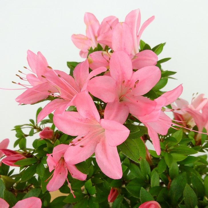 サツキ盆栽☆☆☆☆ 盆栽 皐月 新日光 樹高 約22cm さつき Rhododendron indicum
