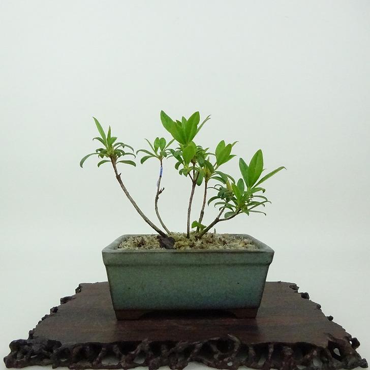 皐月　盆栽 楽天市場】盆栽 皐月 花ビン 樹高 約15cm さつき Rhododendron indicum