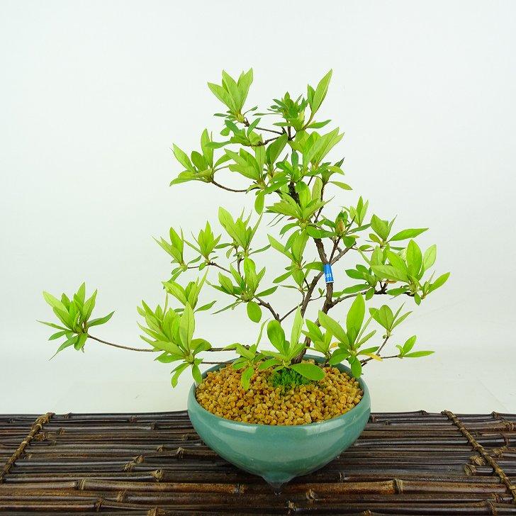 盆栽 皐月 暁光 樹高 約26cm さつき Rhododendron indicum サツキ 