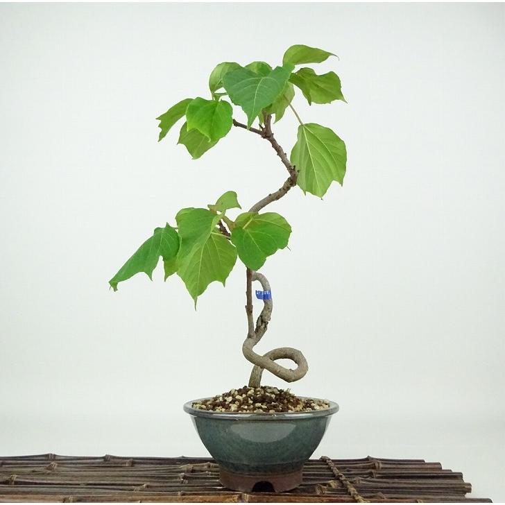 盆栽 赤芽柏 樹高 約32cm あかめがしわ Mallotus japonicus