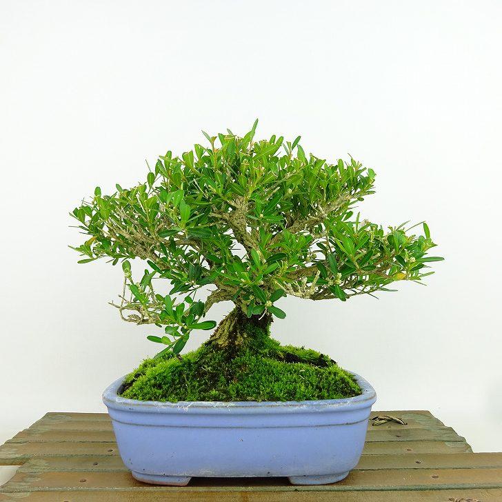 盆栽 台湾黄楊 樹高 約14cm たいわんつげ タイワンツゲ 柘植 ツゲ科
