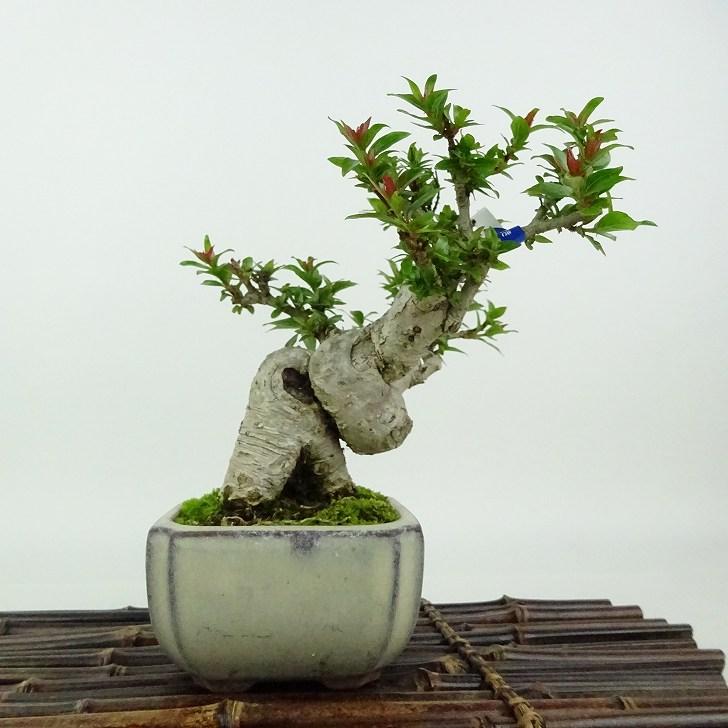 盆栽 谷渡り 樹高 約14cm たにわたり Adina pilulifera タニワタリ