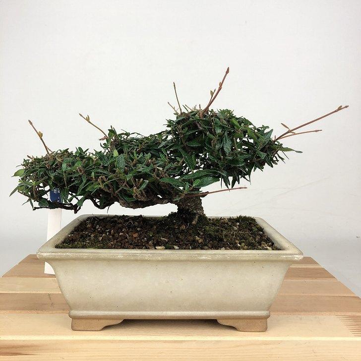 縮緬葛　盆栽　チリメンカズラ　株立　樹高20㎝ 盆栽 縮緬葛 樹高 約14cm ちりめんかずら tirimenkazura チリメン