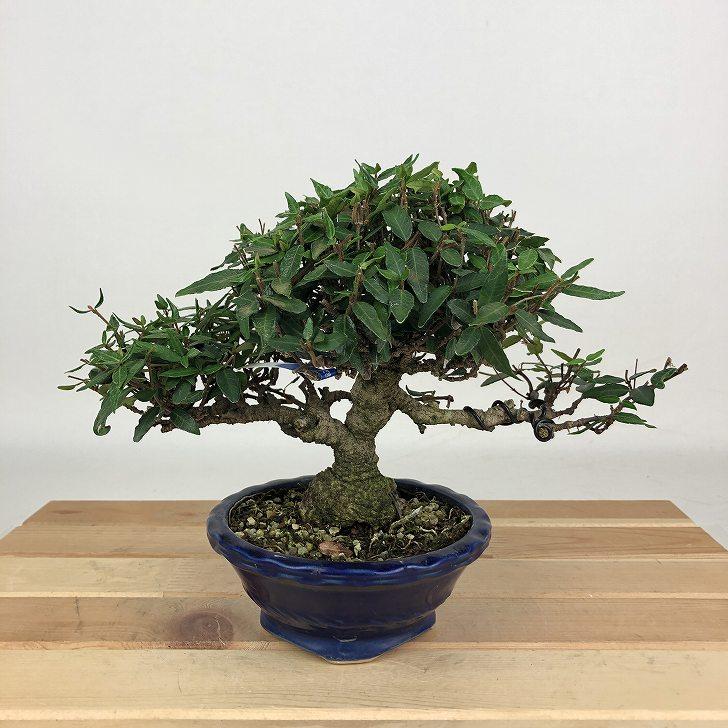 盆栽 小品 クチナシ チリメンカズラ セット チリメンカズラ-M1-1