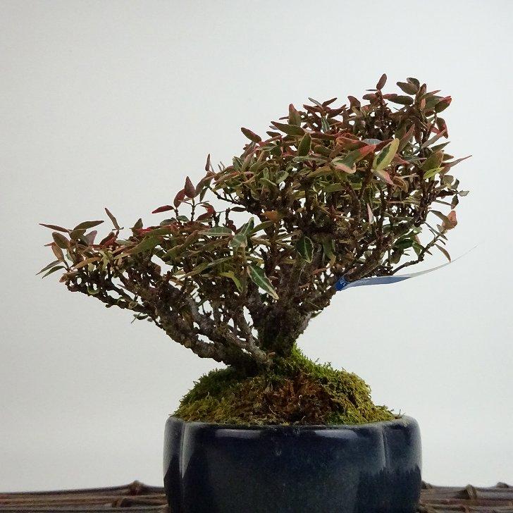 盆栽 縮緬葛 樹高 約12cm ちりめんかずら チリメンカズラ