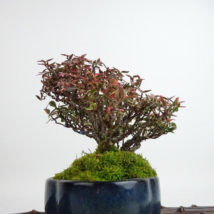 盆栽 縮緬葛 樹高 約12cm ちりめんかずら チリメンカズラ