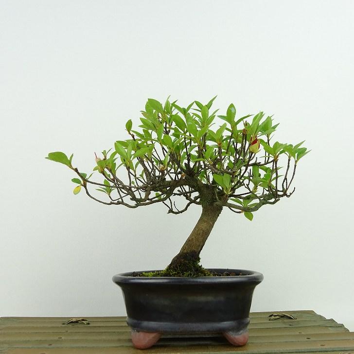 盆栽 ツツジ 樹高 約14cm つつじ Rhododendron 赤花 一重 ツツジ 盆栽 ツツジ 樹高 約14cm つつじ Rhododendron 赤花 一重 ツツジ