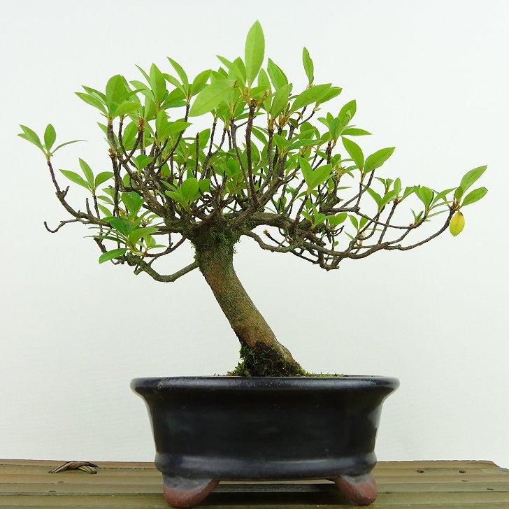 二本立ちの盆栽 苔付き 白鉢山ツツジ 3ac858a946e8e452a764601389f4cd