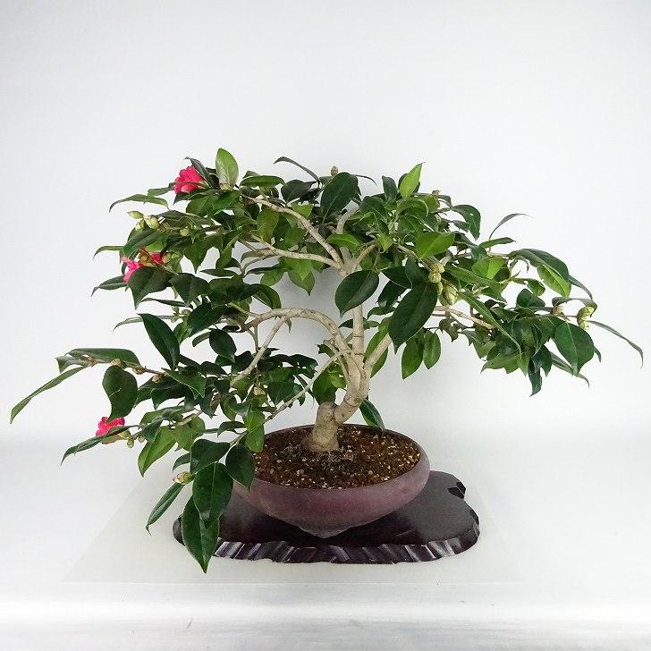盆栽 椿 藪椿 樹高 上下 約45cm つばき Camellia japonica 盆栽 椿 藪椿 樹高 上下 約45cm つばき Camellia japonica