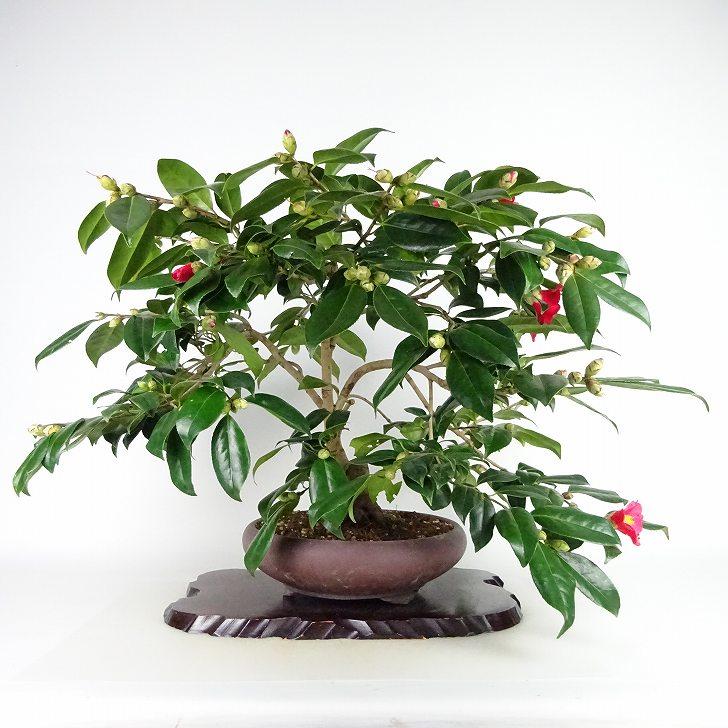 盆栽 椿 藪椿 樹高 上下 約45cm つばき Camellia japonica 盆栽 椿 藪椿 樹高 上下 約45cm つばき Camellia japonica