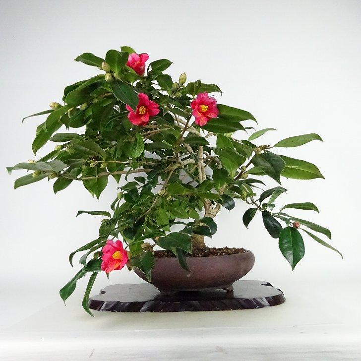 盆栽 椿 藪椿 樹高 上下 約45cm つばき Camellia japonica 盆栽 椿 藪椿 樹高 上下 約45cm つばき Camellia japonica