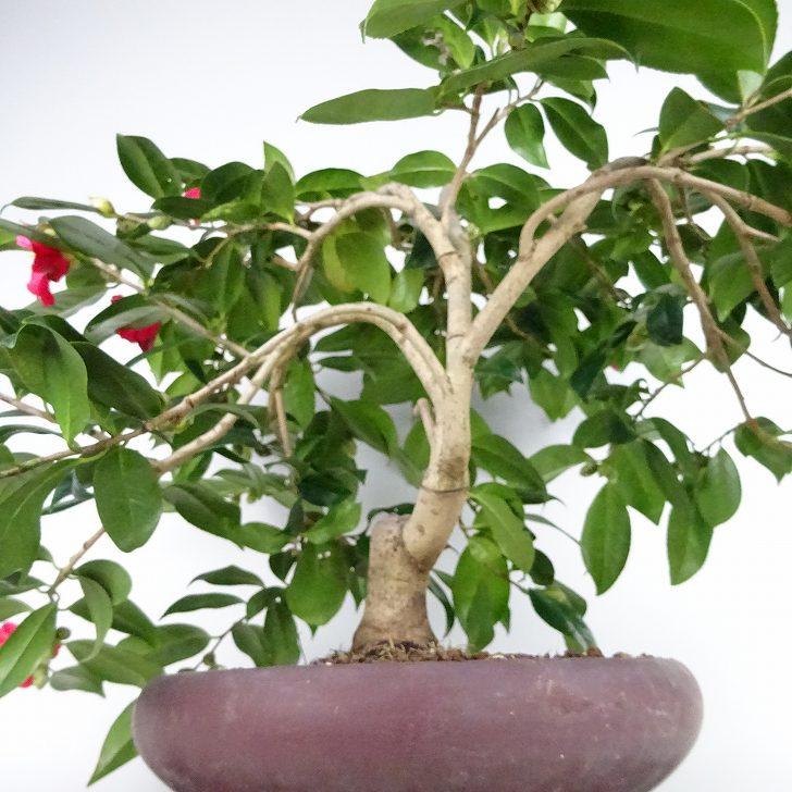 盆栽 椿 藪椿 樹高 上下 約45cm つばき Camellia japonica 盆栽 椿 藪椿 樹高 上下 約45cm つばき Camellia japonica