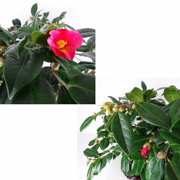 盆栽 椿 藪椿 樹高 上下 約45cm つばき Camellia japonica 盆栽 椿 藪椿 樹高 上下 約45cm つばき Camellia japonica