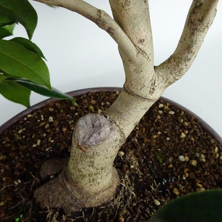 盆栽 椿 藪椿 樹高 上下 約45cm つばき Camellia japonica 盆栽 椿 藪椿 樹高 上下 約45cm つばき Camellia japonica
