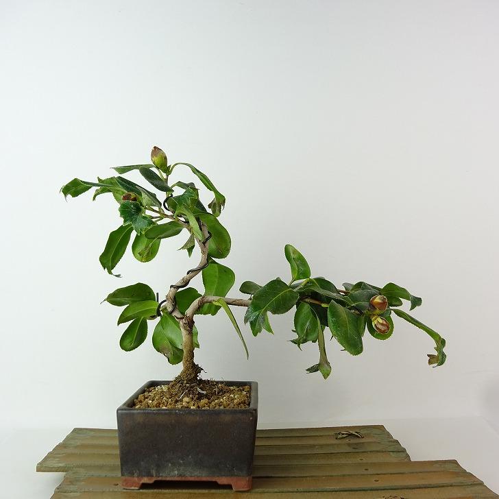 盆栽 椿 樹高 約21cm つばき Camellia japonica ツバキ ツバキ科