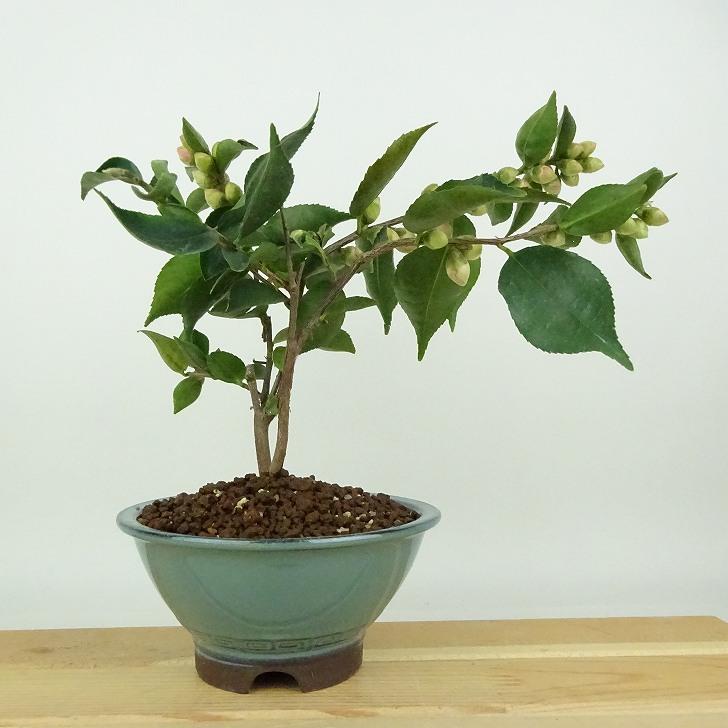 壺ツバキ（新品未使用） 盆栽 椿 ワーリンガーベル 樹高 約18cm つばき Camellia japonica