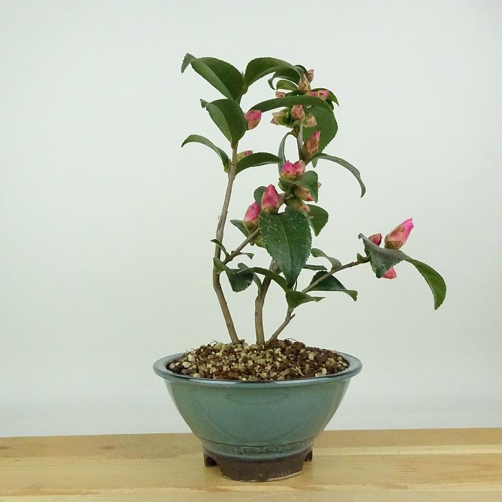 盆栽 椿 港の曙 樹高 約19cm つばき Camellia japonica ツバキ 淡桃