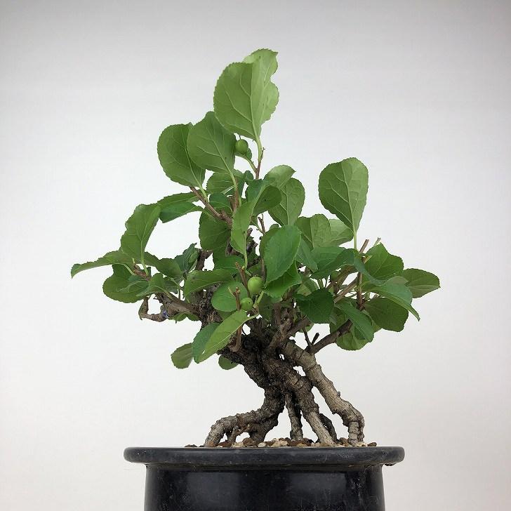 盆栽 蔓梅擬 樹高 約19cm つるうめもどき Celastrus orbiculatus