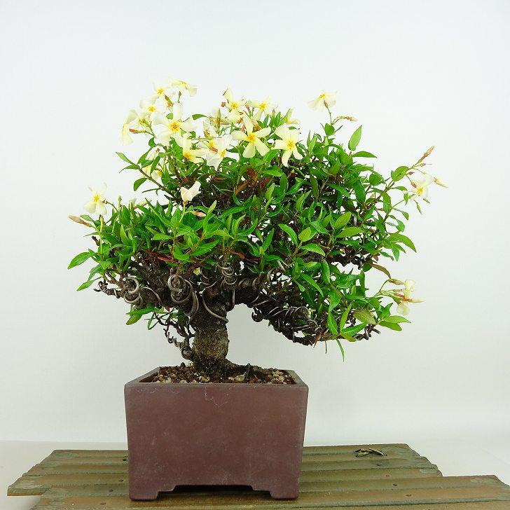 盆栽 定家葛 樹高 約20cm ていかかずら テイカカズラ つる性 盆栽 定家葛 樹高 約20cm ていかかずら テイカカズラ つる性