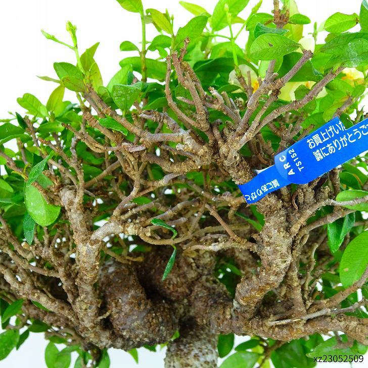 盆栽 定家葛 樹高 約19cm ていかかずら テイカカズラ 花物 つる性