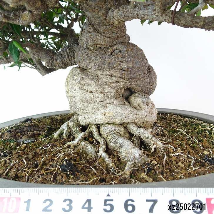 テイカカズラ 斑入り 盆栽 3.5号陶器鉢つき 古木❗曲がり❗極太