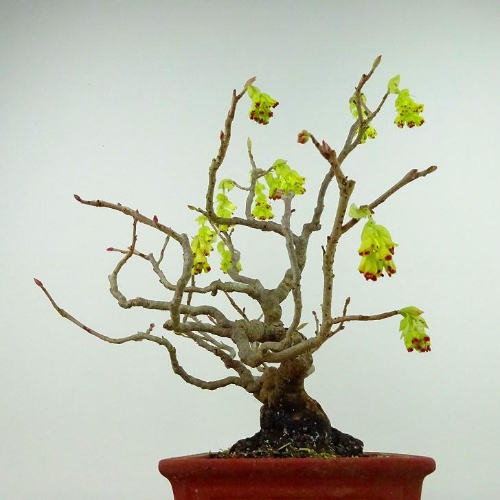 盆栽 土佐水木 樹高 約26cm とさみずき Corylopsis spicata トサミズキ マンサク科 落葉樹 観賞用 現品｜haniwa-bonsai｜04