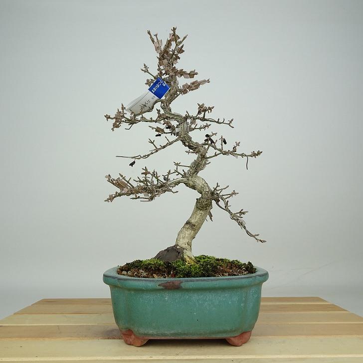 盆栽 錦木 樹高 約25cm にしきぎ Euonymus alatus ニシキギ ニシキギ科 