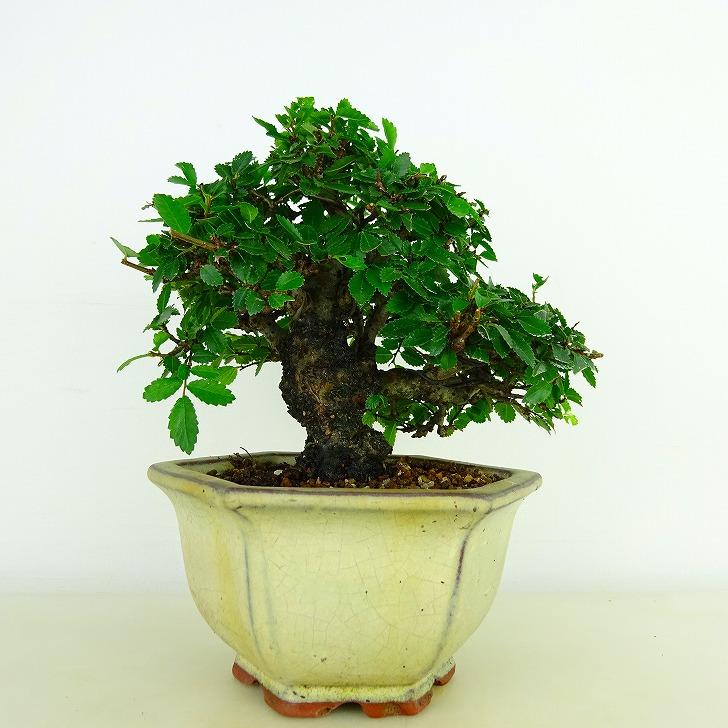 小品盆栽 楡槻 ニレケヤキ 小品盆栽楡欅 Amazon.co.jp: 清香園 細かい葉