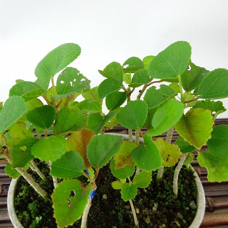 盆栽 浜朴 黄槿 樹高 約8cm はまぼう Hibiscus hamabo ハマボウ 紅葉 アオイ科 落葉樹 観賞用 小品 現品 : はニわ ...