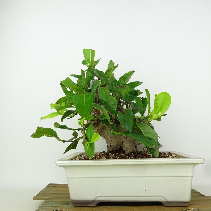盆栽 姫こぶし 樹高 約21cm ひめこぶし Magnolia tomentosa ヒメコブシ