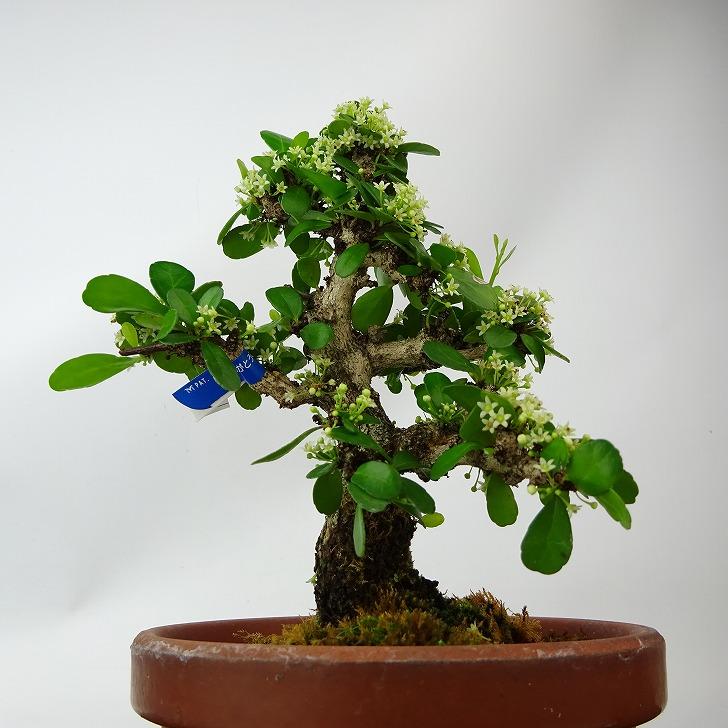 盆栽 針蔓柾 樹高 約14cm はりつるまさき ハリツルマサキ 花物 盆栽 針蔓柾 樹高 約14cm はりつるまさき ハリツルマサキ 花物