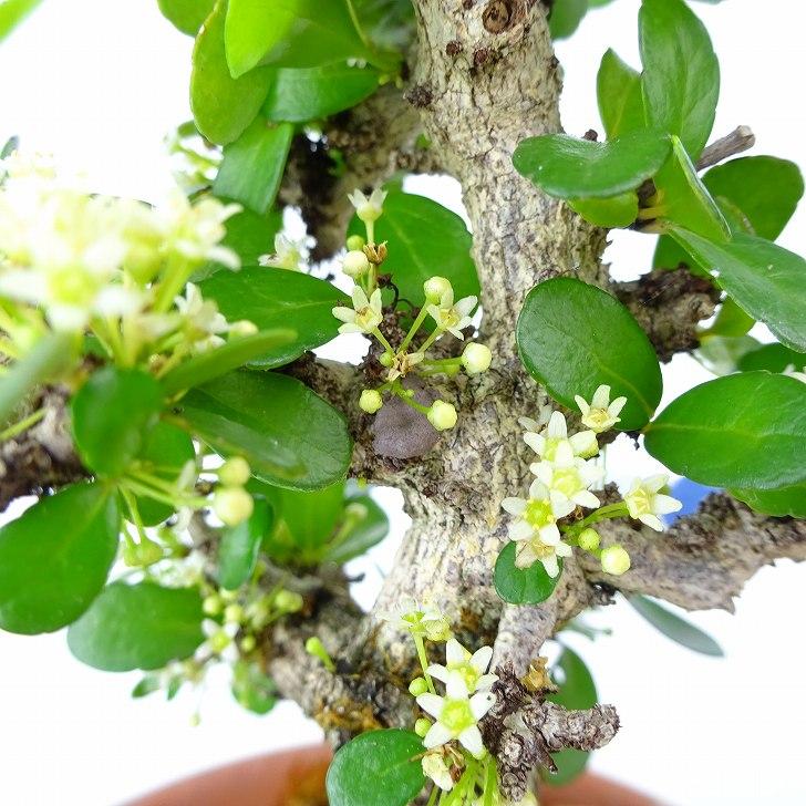 盆栽 針蔓柾 樹高 約14cm はりつるまさき ハリツルマサキ 花物 盆栽 針蔓柾 樹高 約14cm はりつるまさき ハリツルマサキ 花物