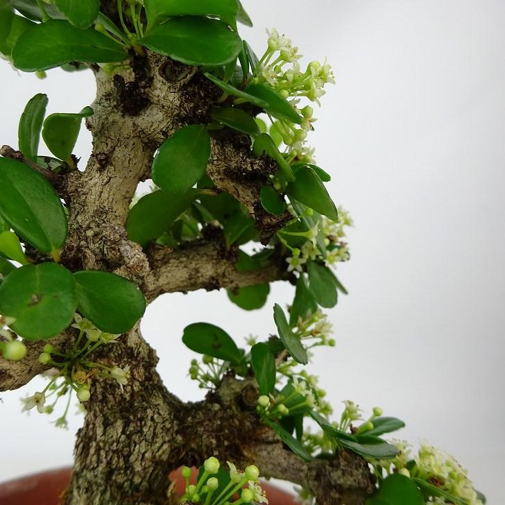 盆栽 針蔓柾 樹高 約14cm はりつるまさき ハリツルマサキ 花物 盆栽 針蔓柾 樹高 約14cm はりつるまさき ハリツルマサキ 花物