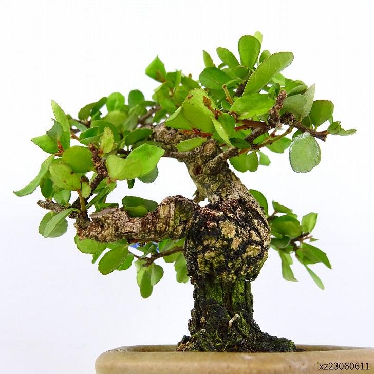 盆栽 針蔓柾 樹高 約12cm はりつるまさき Maytenus diversifolia ハリツルマサキ 半つる性 ニシキギ科 常緑樹 観賞用 小品 現品 