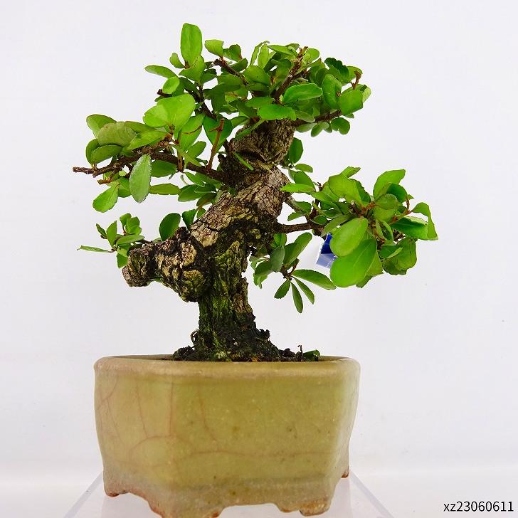 盆栽 針蔓柾 樹高 約12cm はりつるまさき Maytenus diversifolia ハリツルマサキ 半つる性 ニシキギ科 常緑樹 観賞用 小品 現品