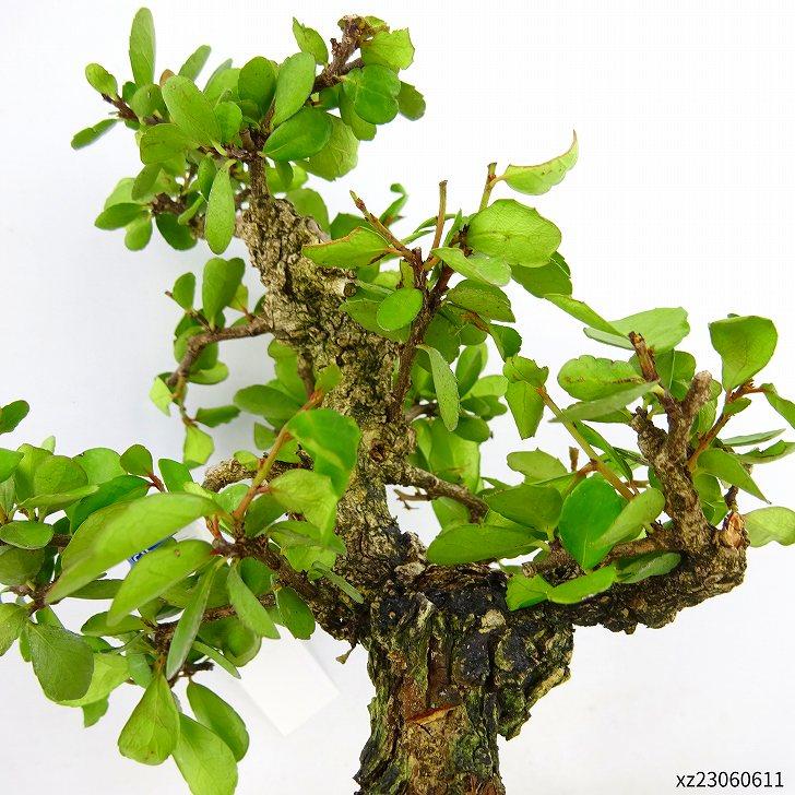 盆栽 針蔓柾 樹高 約12cm はりつるまさき Maytenus diversifolia ハリ