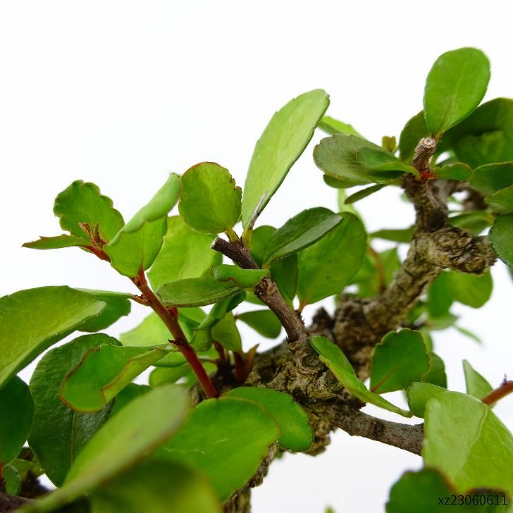 盆栽 針蔓柾 樹高 約12cm はりつるまさき Maytenus diversifolia ハリツルマサキ 半つる性 ニシキギ科 常緑樹 観賞用 小品 現品 