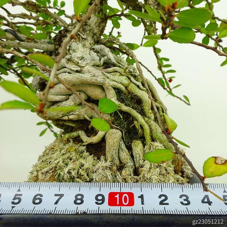 盆栽 針蔓柾 樹高 約17cm はりつるまさき ハリツルマサキ 実物 半つる性 ニシキギ科 ハリツルマサキ属 常緑樹 観賞用 小品 現品｜haniwa-bonsai｜05