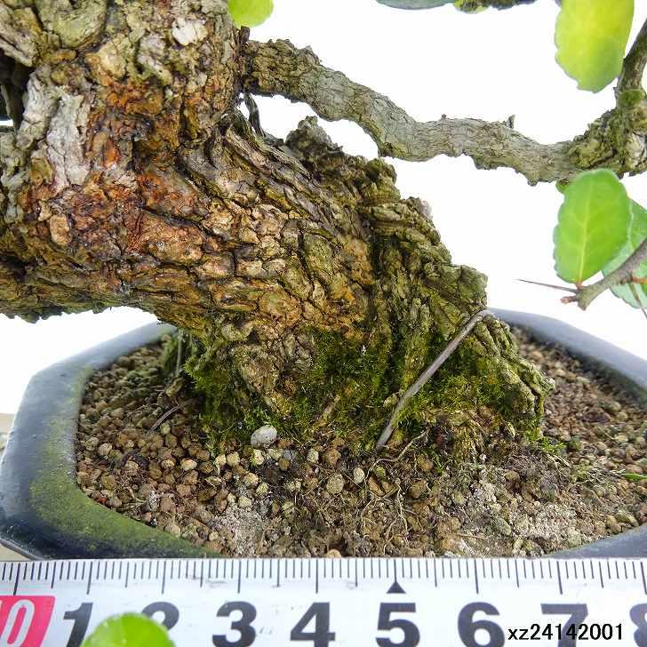 盆栽 針蔓柾 樹高 上下 約20cm はりつるまさき 高級盆栽 ハリ