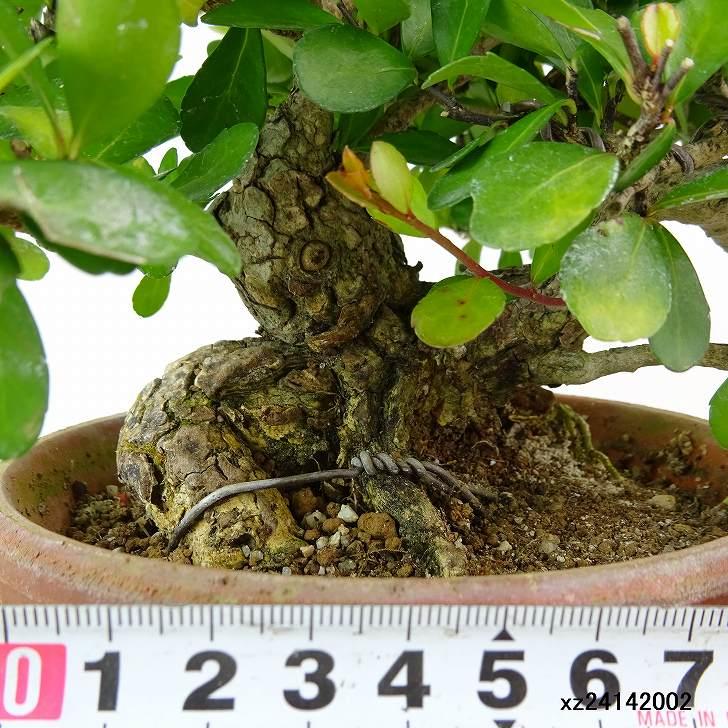 緑色の葉と小さな実ハリツルマサキ(マッコウ) ツルマサキ - 植物図鑑 - エバーグリーン