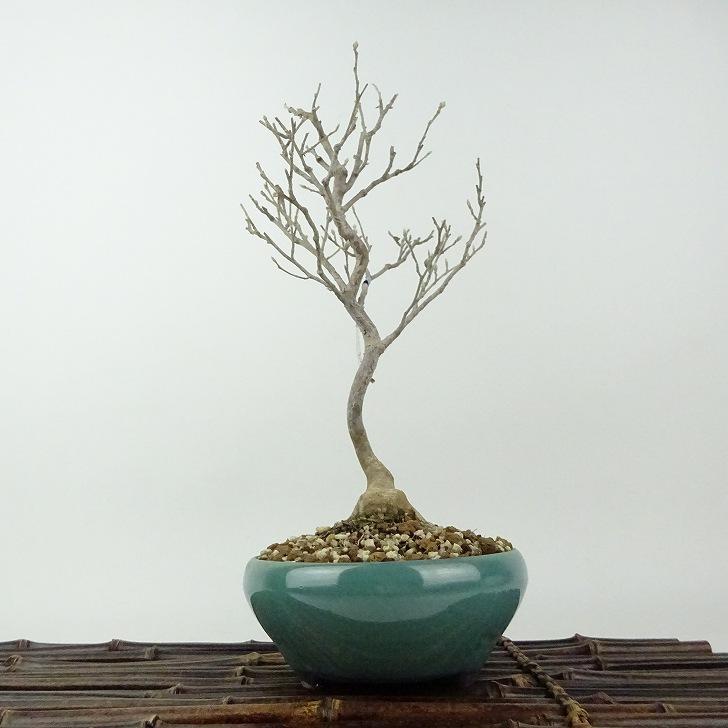 盆栽 姫沙羅 樹高 約26cm ひめしゃら Stewartia monadelpha ヒメシャラ