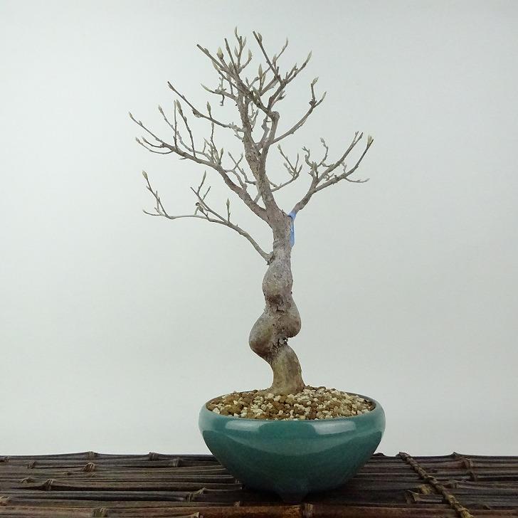 盆栽 姫沙羅 樹高 約28cm ひめしゃら Stewartia monadelpha ヒメシャラ