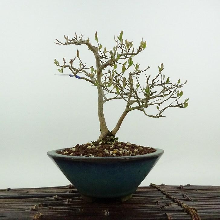 盆栽 姫沙羅 樹高 約16cm ひめしゃら Stewartia monadelpha ヒメシャラ
