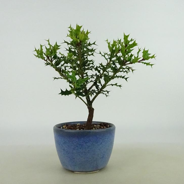 盆栽 姫柊 樹高 約12cm ひめひいらぎ ヒメヒイラギ モチノキ科