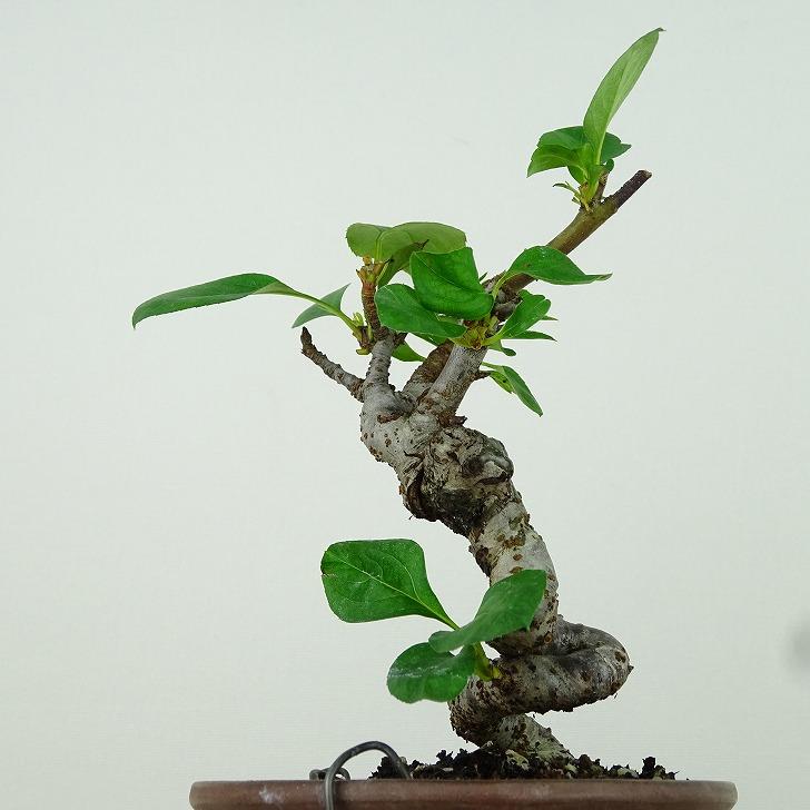 盆栽 姫美好 樹高 約12cm ひめびこう ヒメビコウ バラ科 リンゴ 盆栽 姫美好 樹高 約12cm ひめびこう ヒメビコウ バラ科 リンゴ