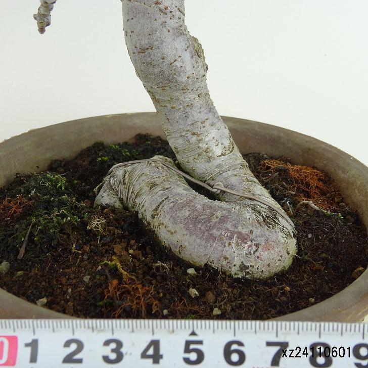 盆栽 姫美好 樹高 上下 約31cm ひめびこう ヒメビコウ バラ科 盆栽 姫美好 樹高 上下 約31cm ひめびこう ヒメビコウ バラ科