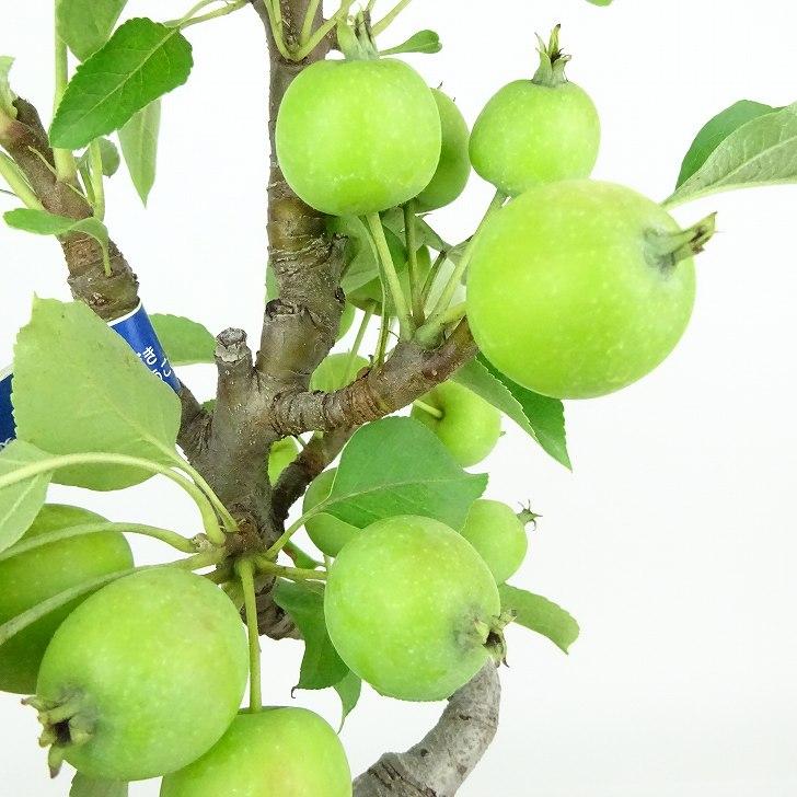 林檎姫 盆栽 姫林檎 姫国光 樹高 約40cm ひめりんご Malus prunifolia